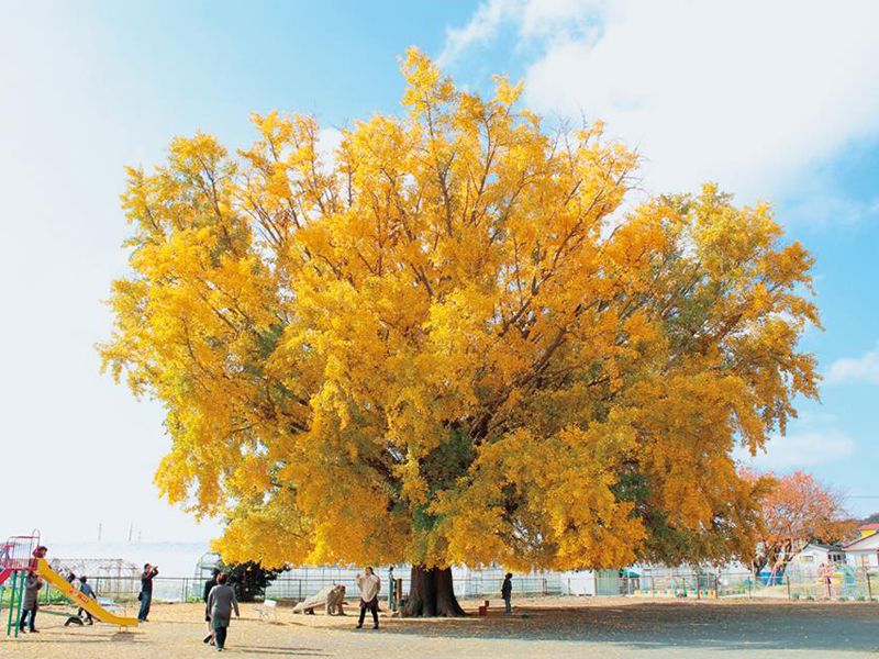ichou-gingko